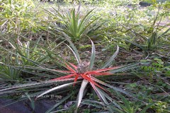 Bromelia serra